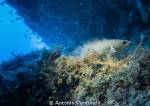 shotted in Tyrrhenian Sea , Italy by Antonio Venturelli 